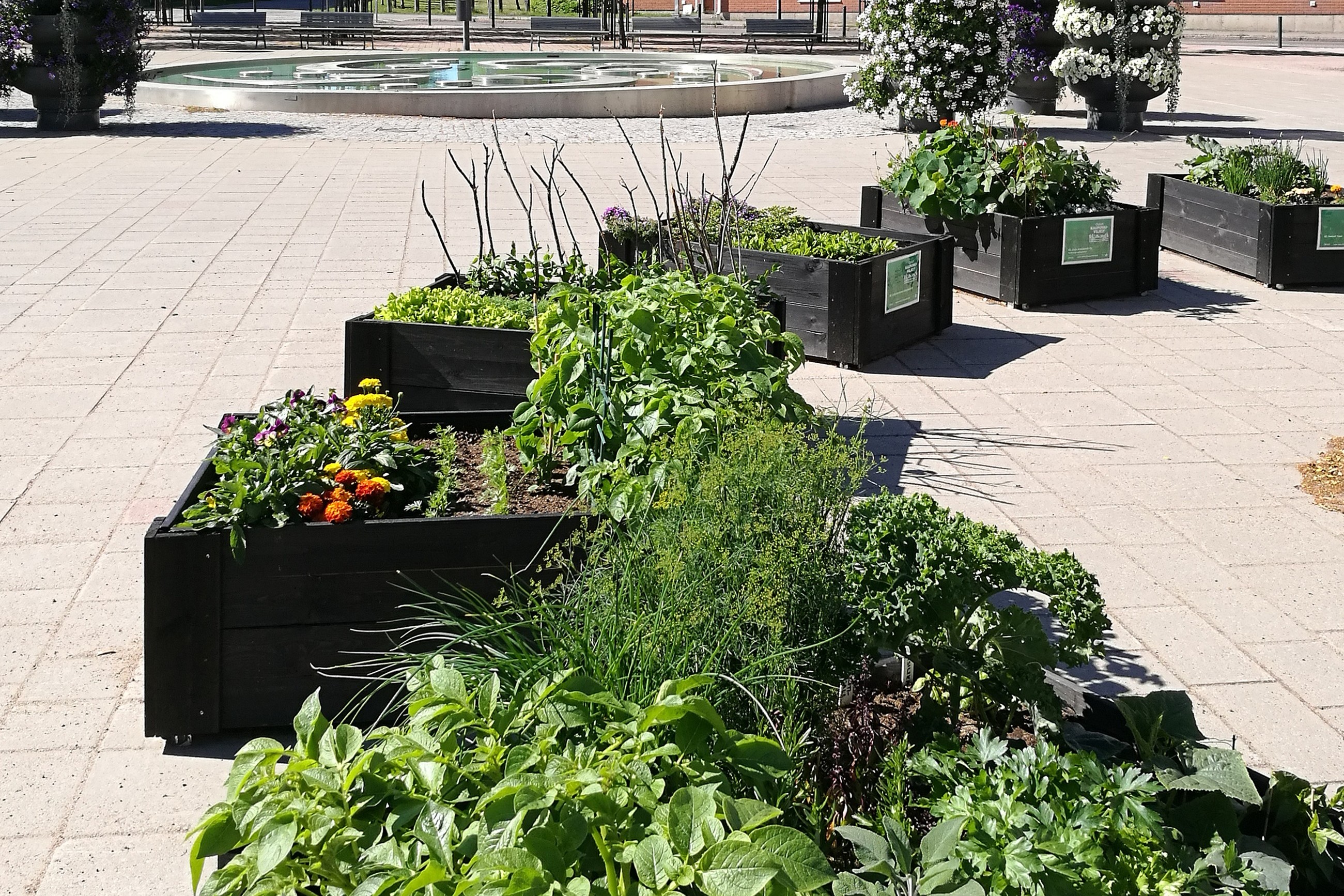 urban farming